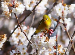 P4840482：桜にメジロ_R