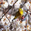 P4840482：桜にメジロ_R