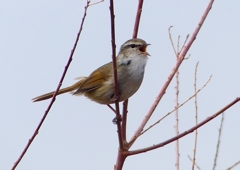 P1850549：ウグイス_R
