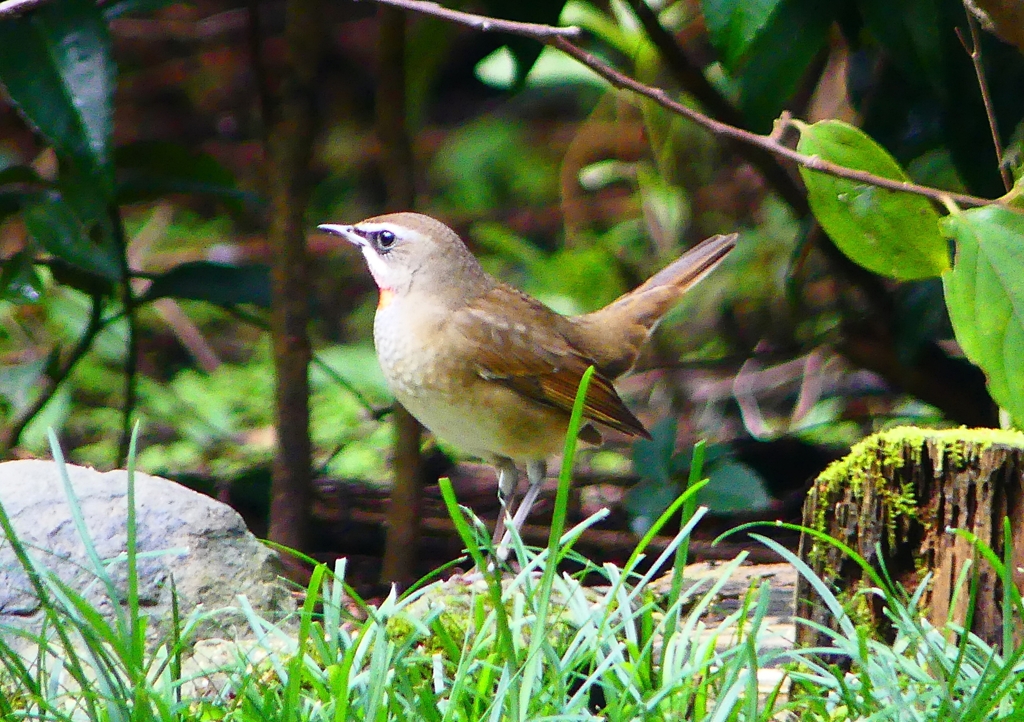 P1340483：ノゴマ（オス）_R