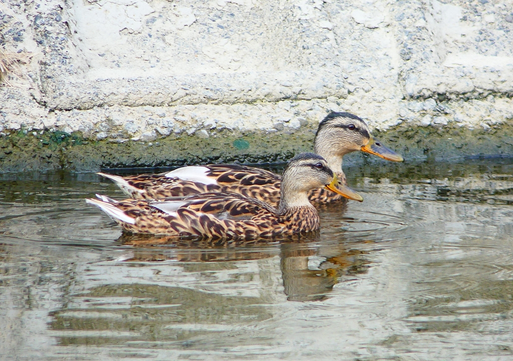 P1140045：マガモ_R