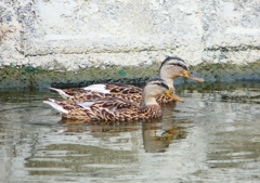 P1140045：マガモ_R