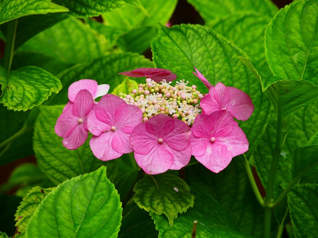P4170686：紫陽花_R