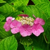 P4170686：紫陽花_R