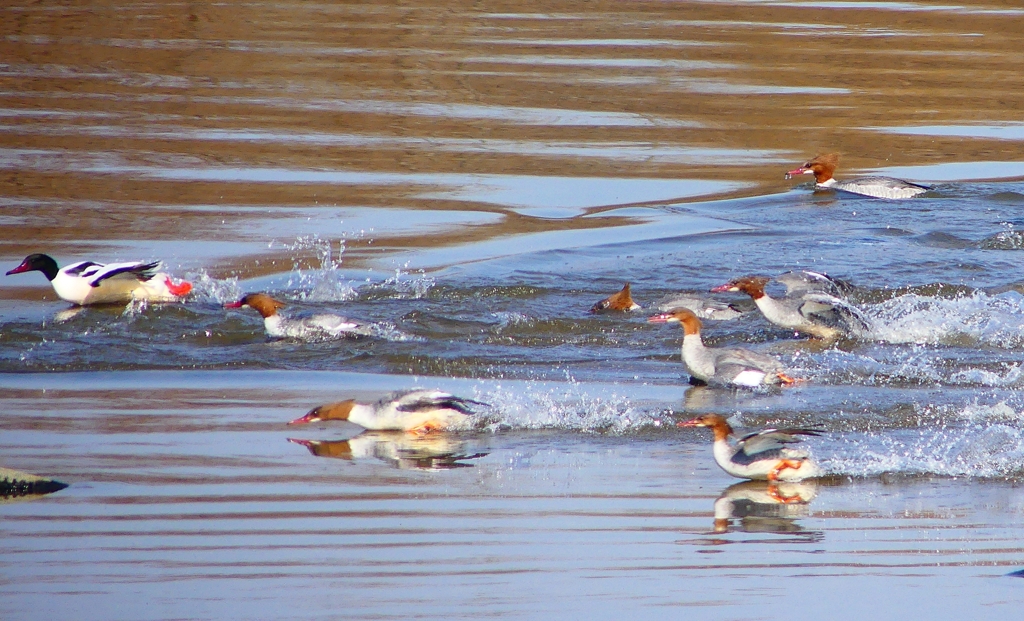 P1880264：カワアイサ他_R