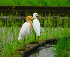 P1030096：アマサギ_R