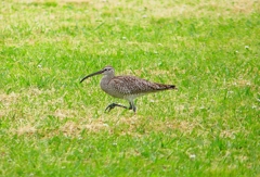 P4930296：チュウシャクシギ_R