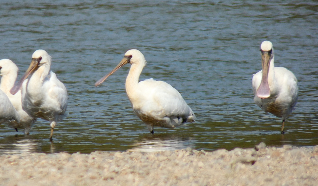 P1060734：クロツラヘラサギ_R