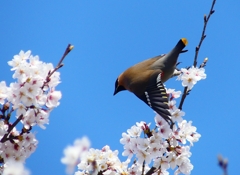 P3980937：桜にキレンジャク_R