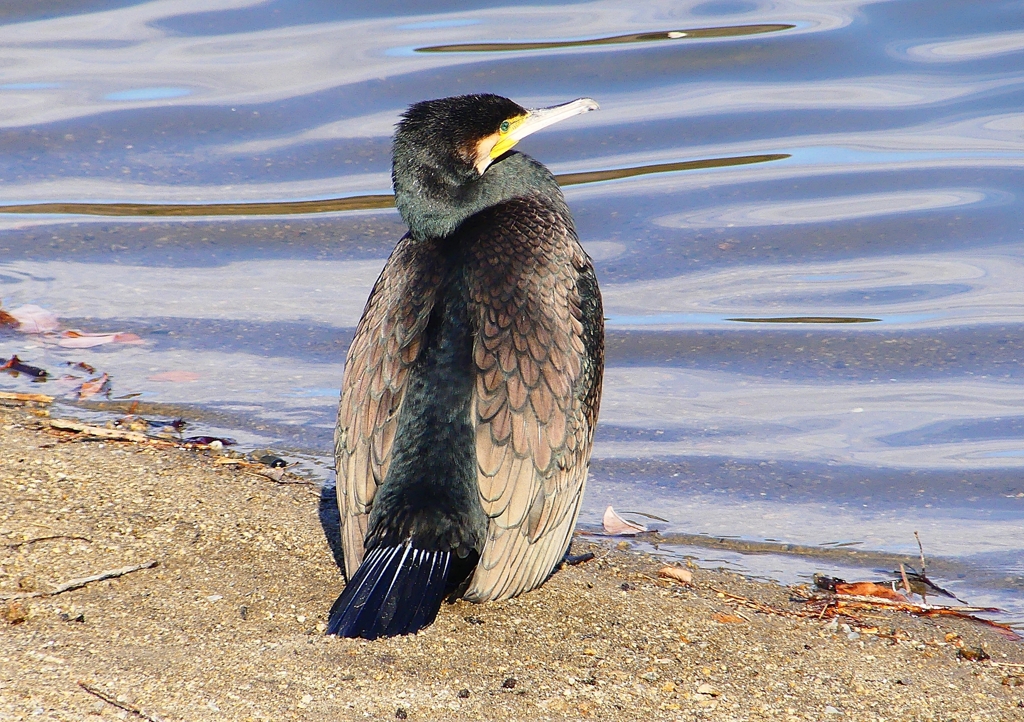 P1730205：カワウ_R