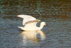 P4470396：ヘラサギ_R