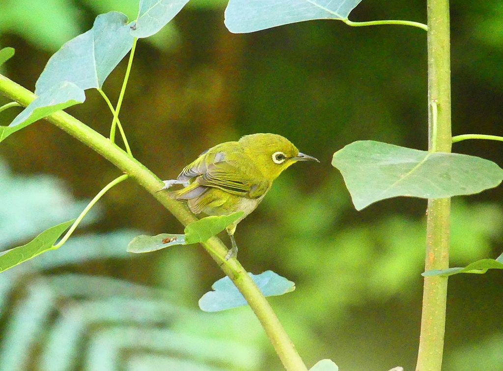 P4260644：メジロ_R