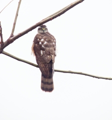 P4560176：ハイタカ_R