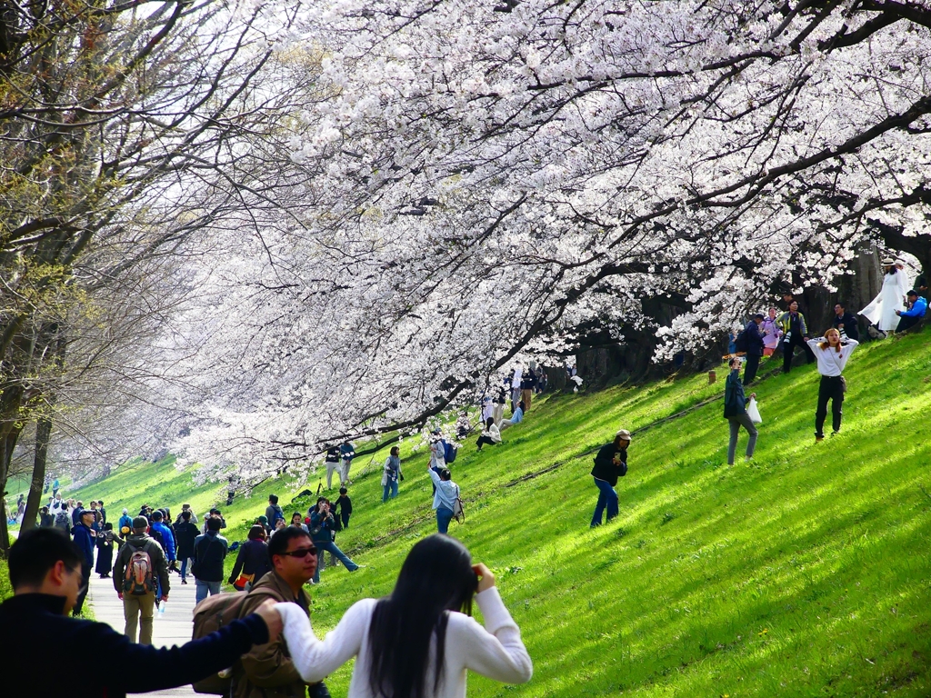 P4870396：背割堤の桜_R