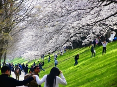 P4870396：背割堤の桜_R