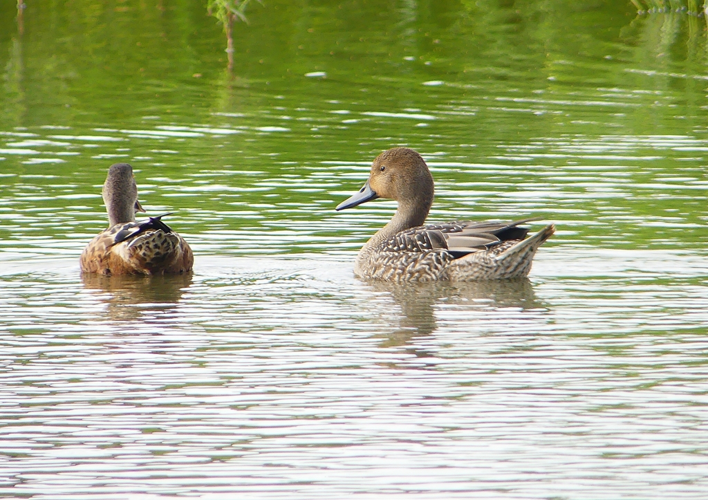 P1230342：オナガガモ_R