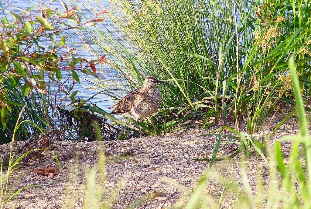 P4980130：チュウシャクシギ_R