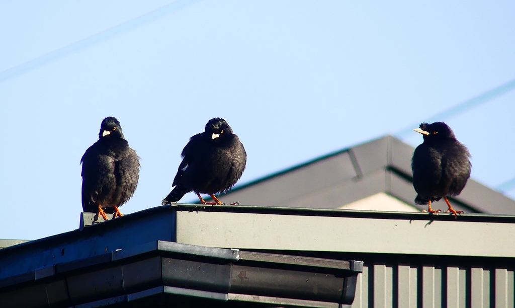 P4800151：ハッカチョウ_R