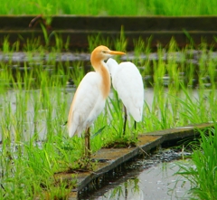 P1030106：アマサギ_R