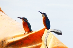 P4480413：カワセミ（オス）_R