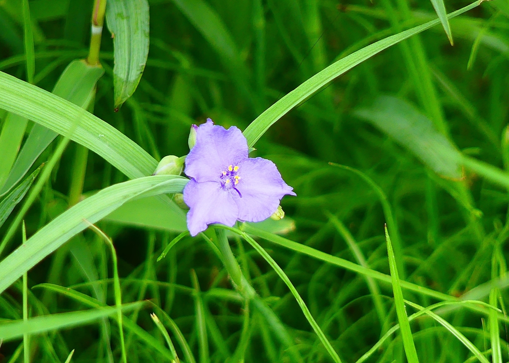 P1010097：ムラサキツユクサ_R