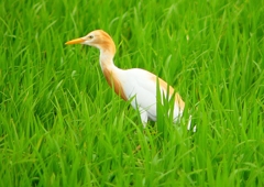 P1060017：アマサギ_R