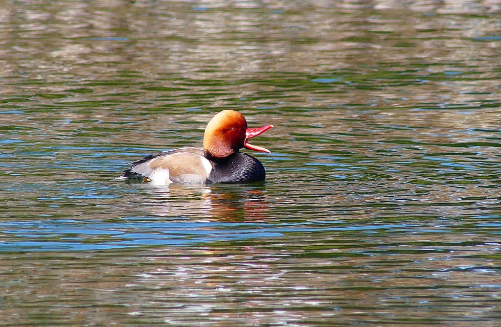 P3830720：アカハシハジロ_R