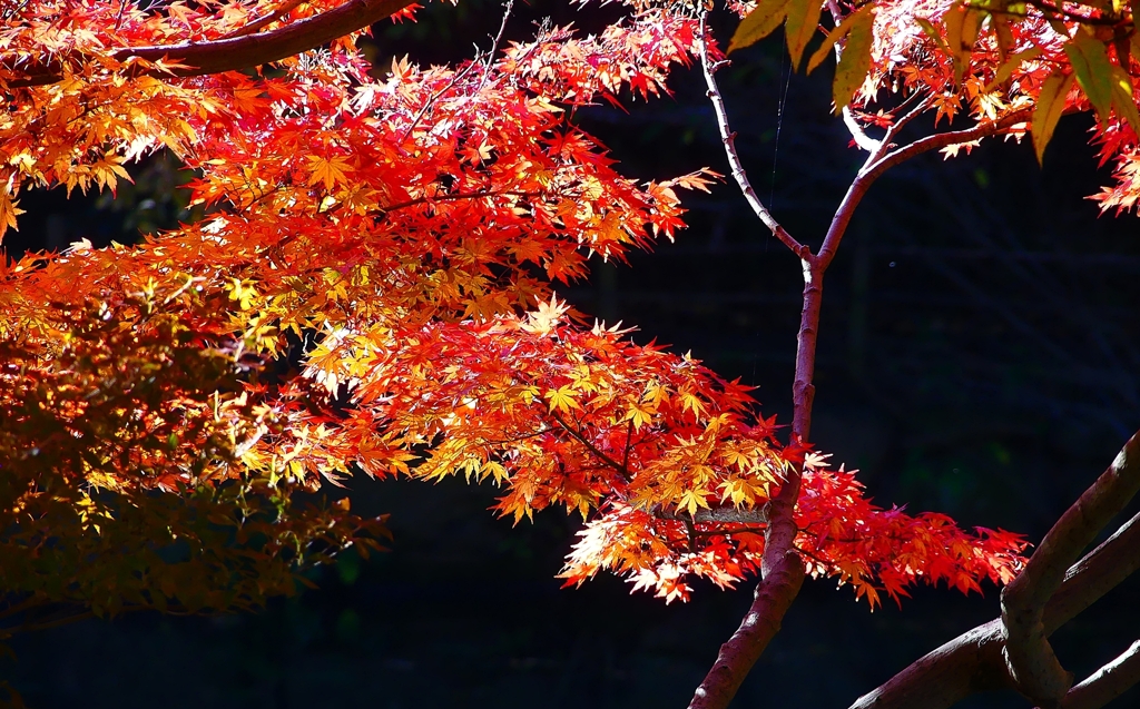 P4510441：紅葉_R