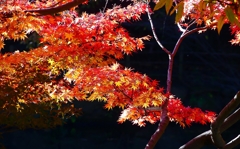 P4510441：紅葉_R
