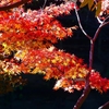 P4510441：紅葉_R
