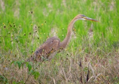 P1410489：珍鳥ムラサキサギ_R