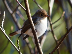 P4620258：ニシオジロビタキ_R