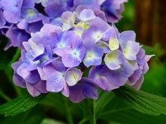 P4170853：紫陽花_R