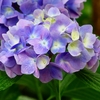 P4170853：紫陽花_R