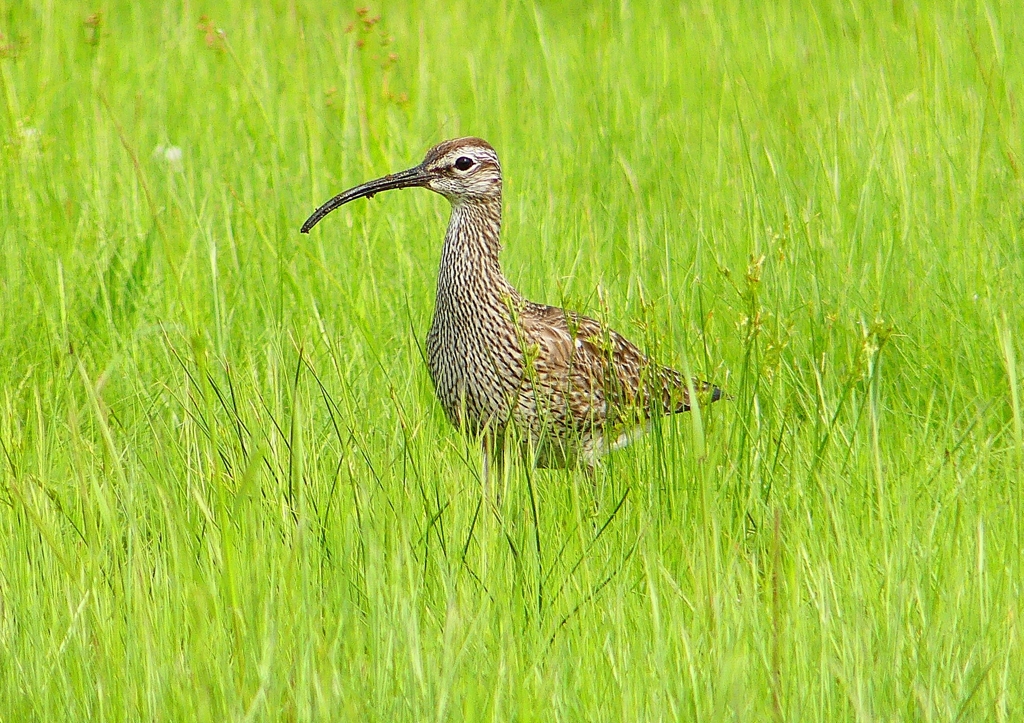 P2020636：チュウシャクシギ_R