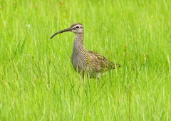 P2020636：チュウシャクシギ_R