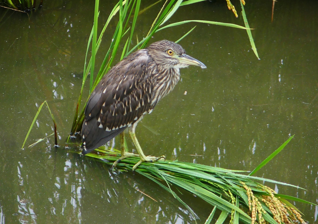 P1240031：ホシゴイ_R