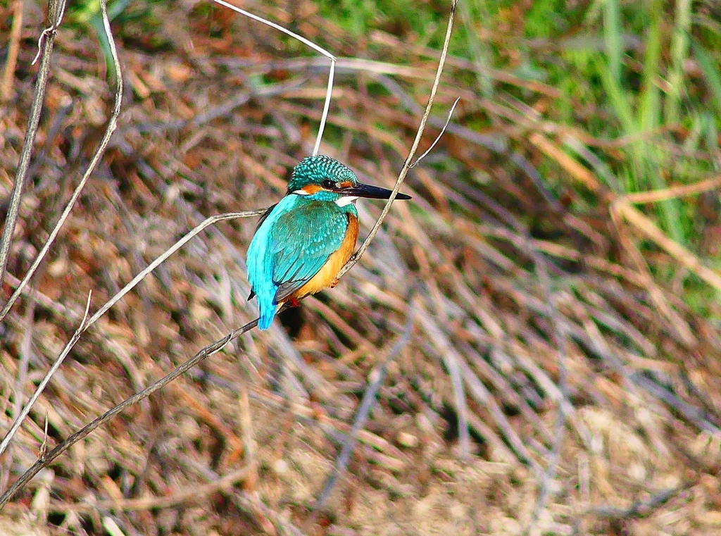 P4800423：カワセミ（オス）_R