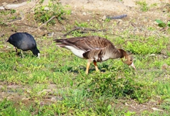 P4890483：マガン、オオバン_R