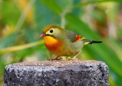 P1520463：ソウシチョウ_R