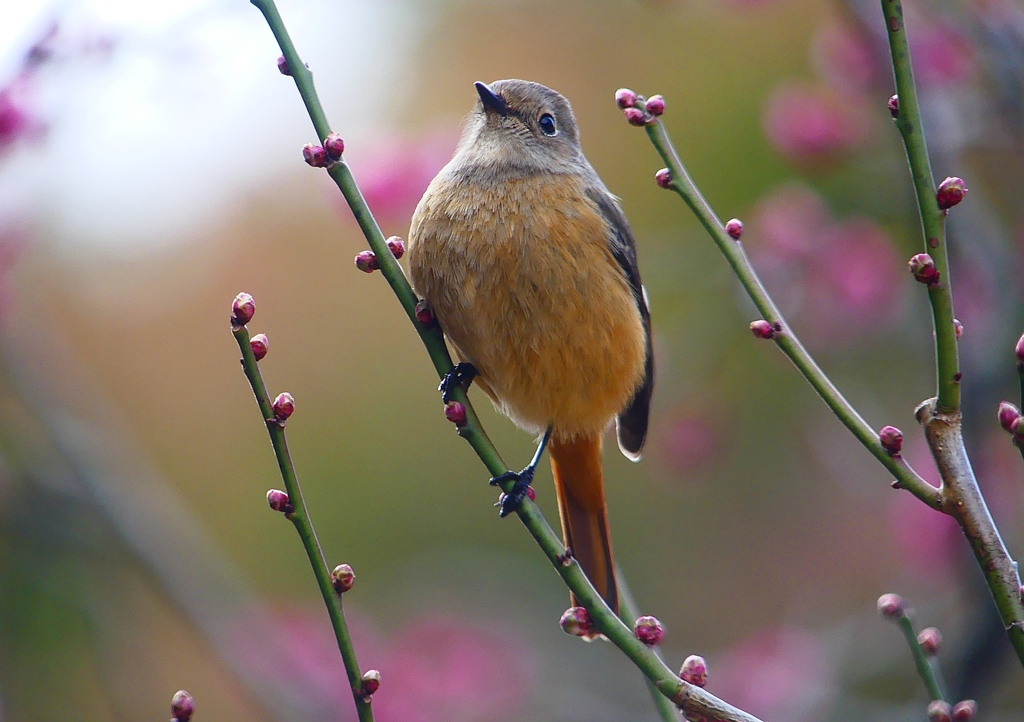P1780201：ジョウビタキ（メス）_R