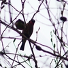P4670873：ウソ_R