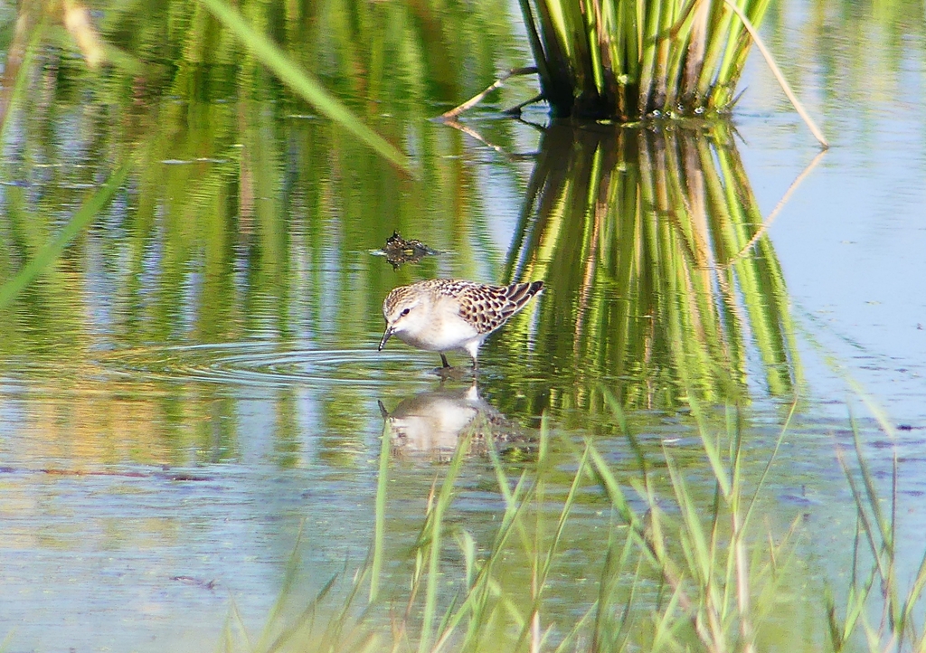 P1250902：トウネン_R