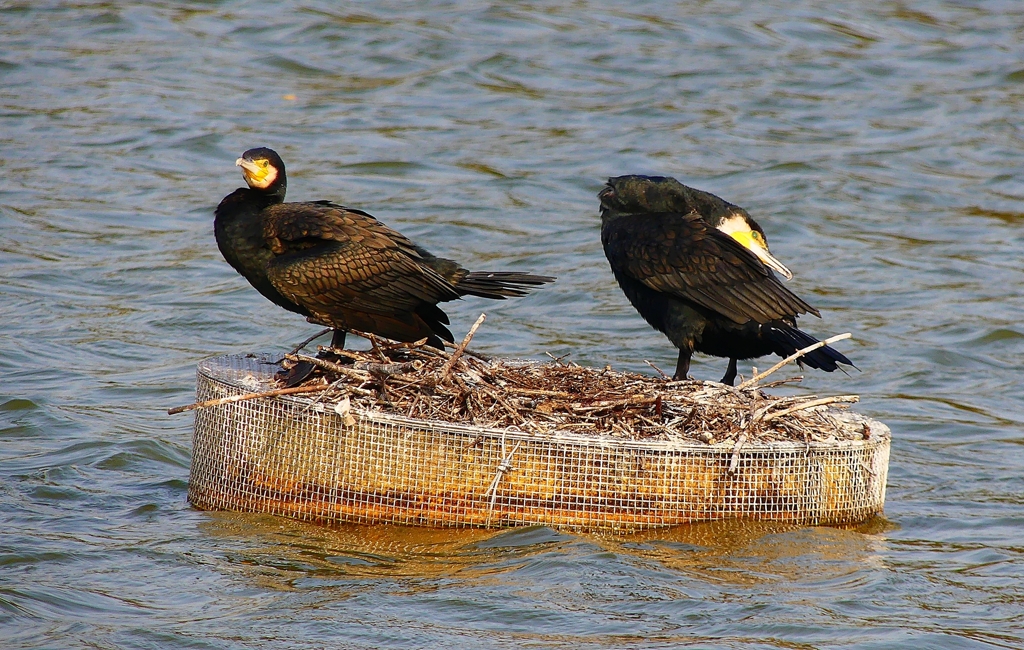 P4550117：カワウ_R