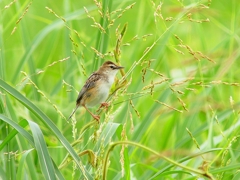 P4240582：セッカ_R