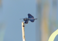 P1180671：チョウトンボ_R