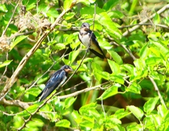 P1010132：ツバメ（幼鳥）_R
