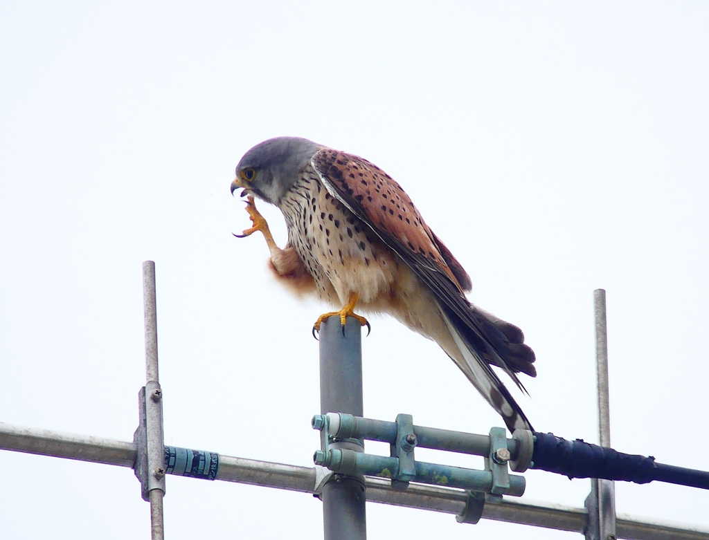 P4910798：チョウゲンボウ_R