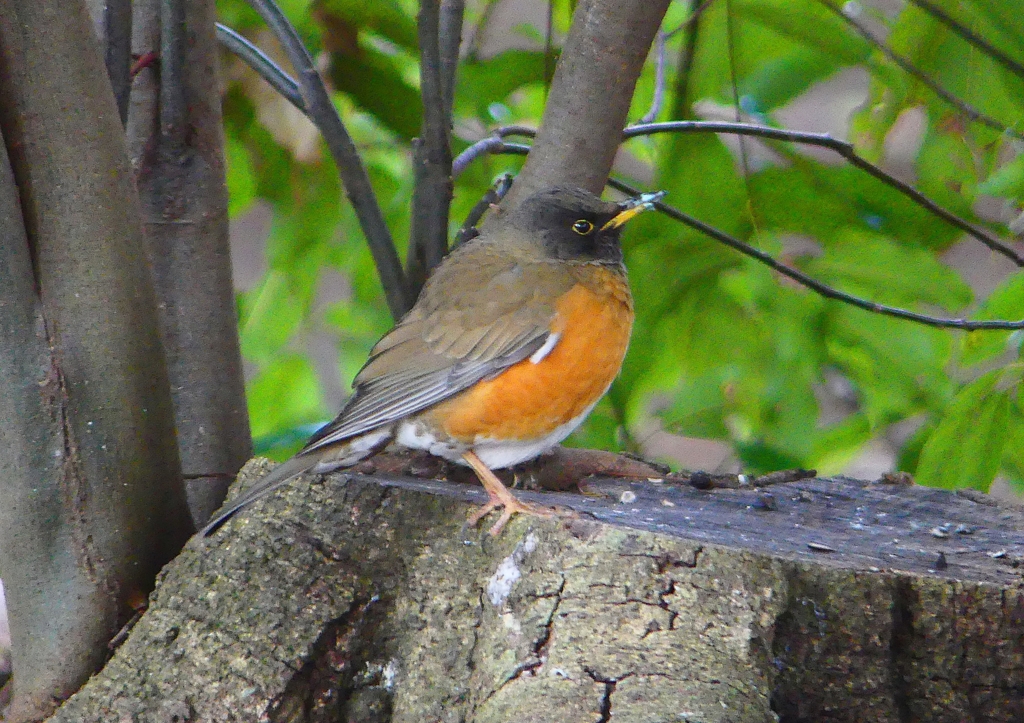 P1780056：オオアカハラ_R