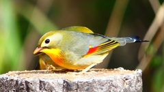 P1830982：ソウシチョウ-19_R